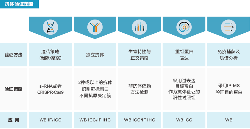 Atlas antibodies Atlas antibodies